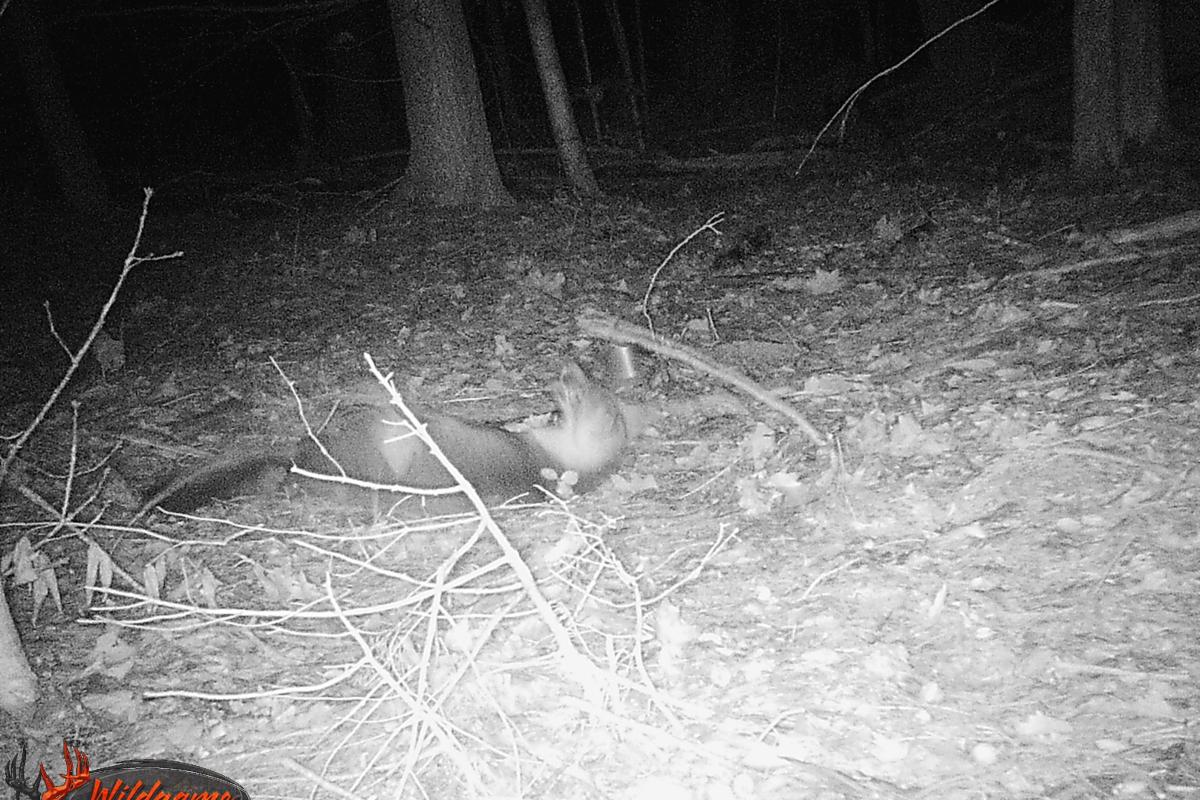 Relaxing Fox at Miriam Hunt